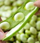 podding broad beans