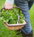 homegrown parsley for pesto