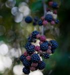 jewels of the hedgerows